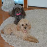 CoCo and Ginger